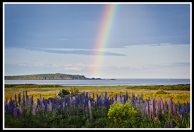 rainbow over lupine flowers in Lubec Maine