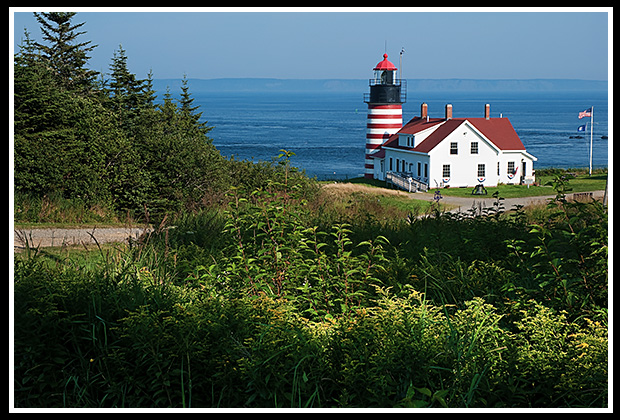 sunlit wildflowers by West Quoddy head lighthouse