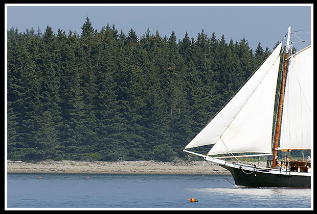 schooner sailing past pine trees on shore