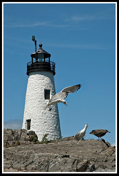 seagulls fighting near Wood Island lighthouse tower