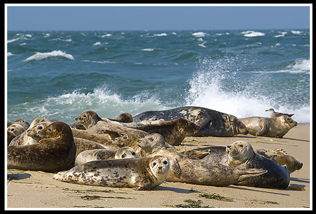 seals relaxing on beach