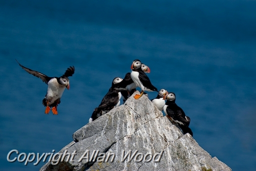 Puffins_SC2912.jpg