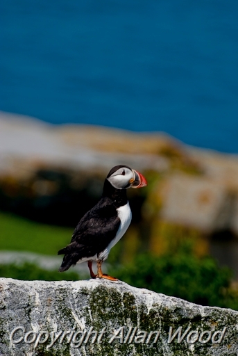 Puffins_SC2917.jpg