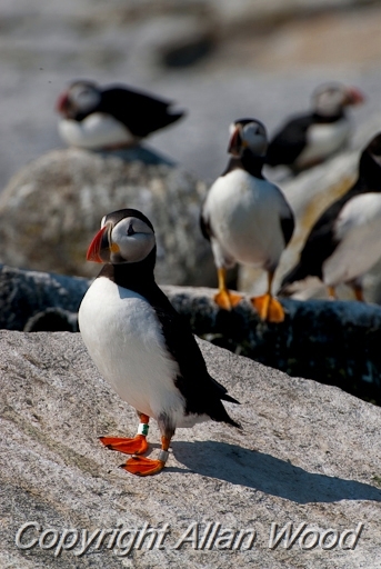 Puffins_SC2919.jpg