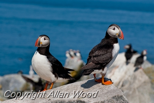 Puffins_SC2923.jpg