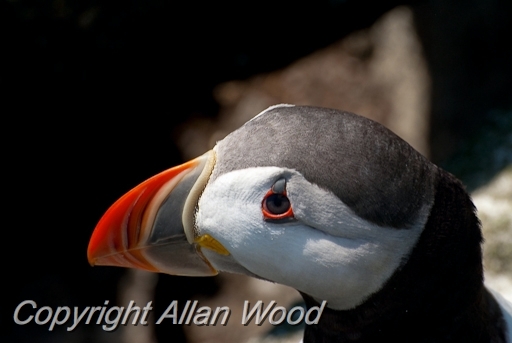 Puffins_SC2928.jpg