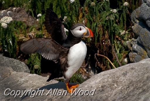 Puffins_SC2930.jpg