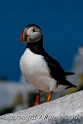 atlantic-puffins